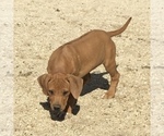 Small Photo #125 Rhodesian Ridgeback Puppy For Sale in MORONGO VALLEY, CA, USA