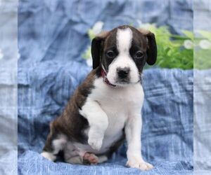 Boston Terrier-Cock-A-Poo Mix Puppy for sale in PORT ROYAL, PA, USA