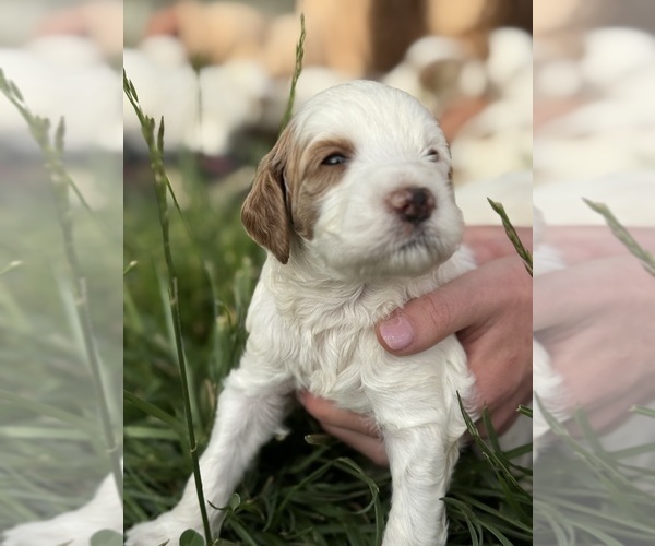 Medium Photo #11 Goldendoodle (Miniature) Puppy For Sale in FREDERICA, DE, USA