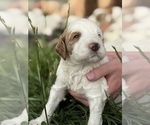 Small Photo #11 Goldendoodle (Miniature) Puppy For Sale in FREDERICA, DE, USA