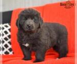 Small Photo #6 Newfoundland Puppy For Sale in MILLERSBURG, OH, USA