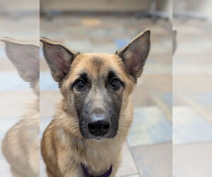 Mutt Dogs for adoption in Gloversville, NY, USA