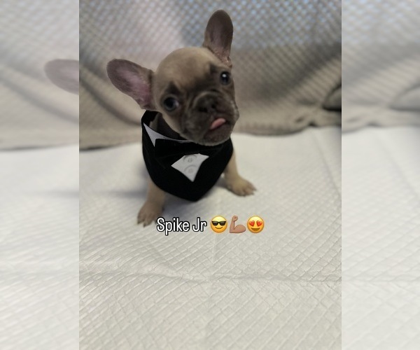 Medium Photo #8 French Bulldog Puppy For Sale in YUCAIPA, CA, USA