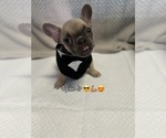 Small #7 French Bulldog