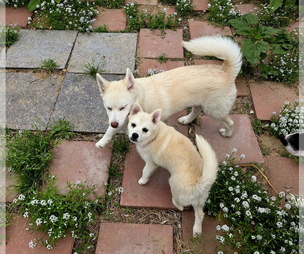 Medium Photo #9 Siberian Husky-Unknown Mix Puppy For Sale in Sandy, UT, USA