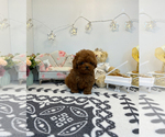 Small Photo #4 Poodle (Toy) Puppy For Sale in BURKE, VA, USA