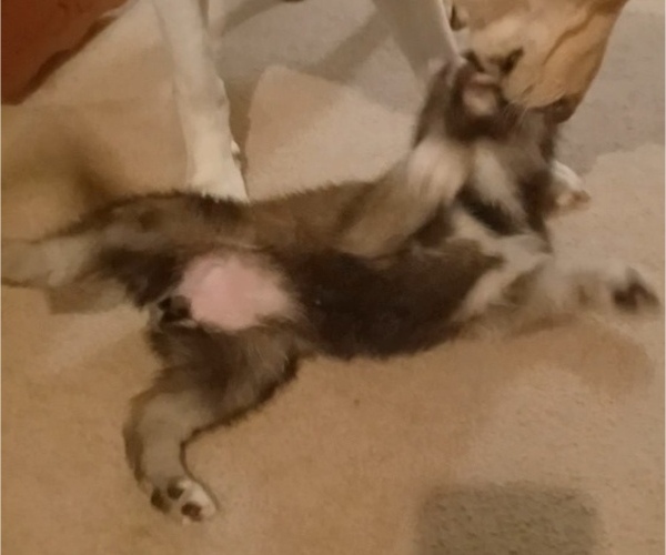 Medium Photo #11 Gerberian Shepsky Puppy For Sale in EDMORE, MI, USA