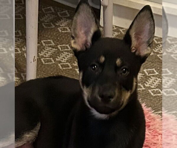 Medium Photo #2 Mutt Puppy For Sale in Fargo, ND, USA