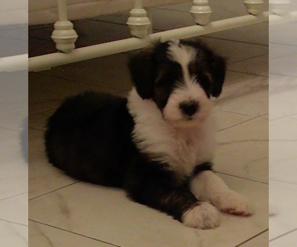 Medium Photo #16 Cadoodle Puppy For Sale in PERU, IN, USA