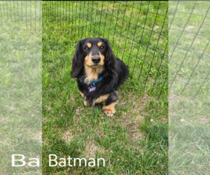 Dachshund Dogs for adoption in Sioux Falls, SD, USA