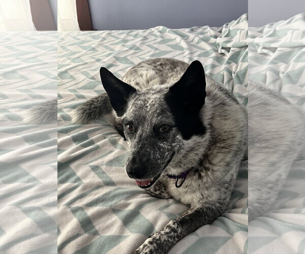 Medium Photo #1  Puppy For Sale in , 