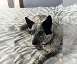 Small Photo #1  Puppy For Sale in , 