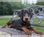 Small #1 Doberman Pinscher