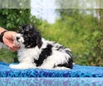 Small #13 Poodle (Toy)