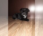 Small Photo #6 YorkiePoo Puppy For Sale in LAPEER, MI, USA