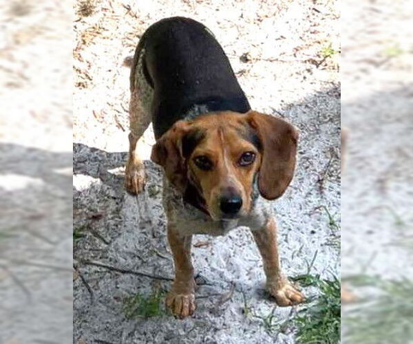 Medium Photo #7 Beagle Puppy For Sale in Dunnellon, FL, USA