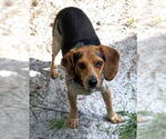 Small #6 Beagle