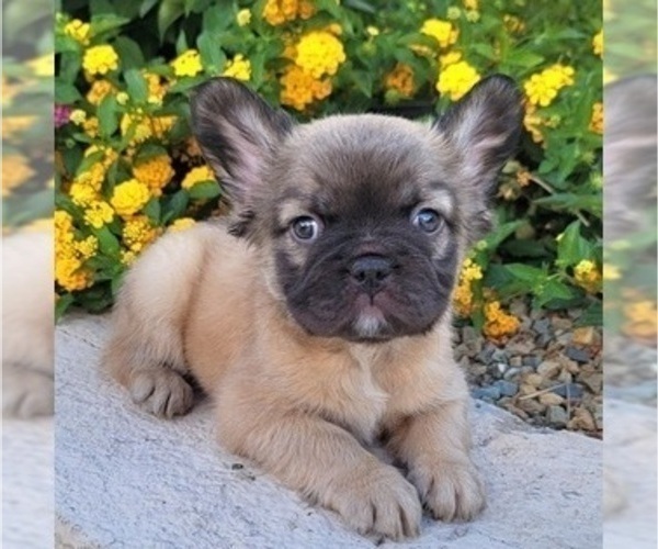 Medium Photo #3 French Bulldog Puppy For Sale in LAS VEGAS, NV, USA