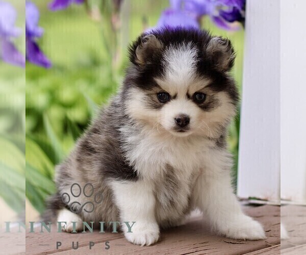 Medium Photo #2 Pomsky Puppy For Sale in NEW HOLLAND, PA, USA