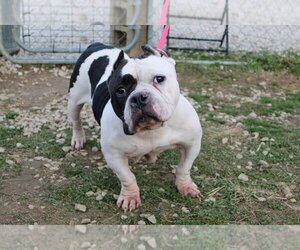 Bulldog Dogs for adoption in Evansville, IN, USA