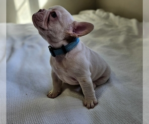 French Bulldog Puppy for sale in BAKERSFIELD, CA, USA