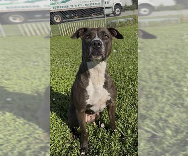 Medium Photo #2 Staffordshire Bull Terrier-Unknown Mix Puppy For Sale in Rosenberg, TX, USA