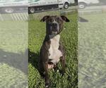 Small #1 Staffordshire Bull Terrier Mix