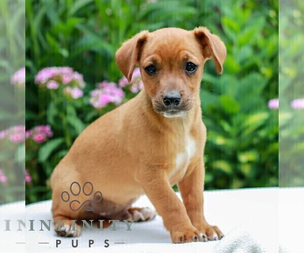 Medium Photo #3 Cavapoo (Miniature)-Jack Russell Terrier Mix Puppy For Sale in EAST EARL, PA, USA