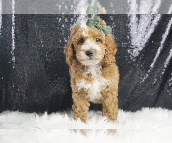 Medium Photo #3 Poodle (Miniature) Puppy For Sale in WARSAW, IN, USA