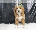 Small Photo #3 Poodle (Miniature) Puppy For Sale in WARSAW, IN, USA