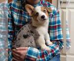 Small Photo #7 Pembroke Welsh Corgi Puppy For Sale in HARTWELL, GA, USA