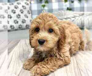 Bichon Frise-Cavapoo Mix Puppy for sale in MARIETTA, GA, USA