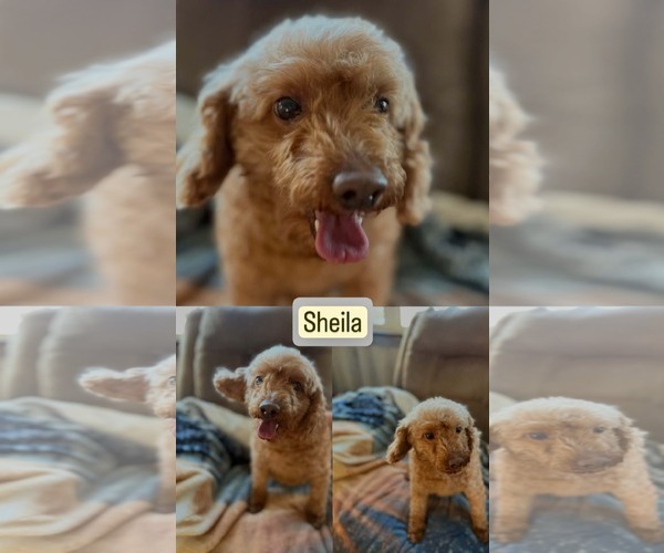 Medium Photo #4 Poodle (Miniature) Puppy For Sale in Staten Island, NY, USA