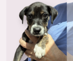 Small #1 Mutt
