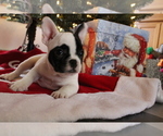 Small Photo #15 French Bulldog Puppy For Sale in OSHKOSH, WI, USA