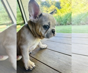 French Bulldog Puppy for sale in PORT SAINT LUCIE, FL, USA
