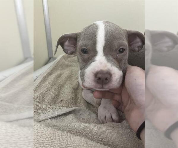 Medium Photo #1 American Pit Bull Terrier-Unknown Mix Puppy For Sale in Louisville, KY, USA