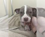 Small American Pit Bull Terrier Mix