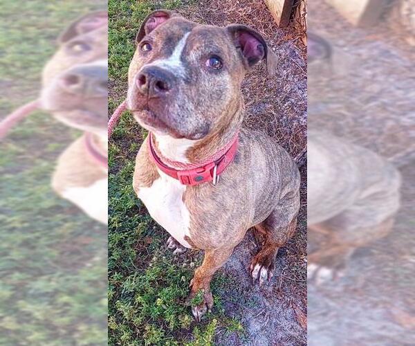 Medium Photo #1 American Staffordshire Terrier Puppy For Sale in Fort Lauderdale, FL, USA