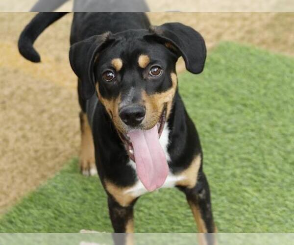 Medium Photo #1 Rottweiler-Unknown Mix Puppy For Sale in Tallahassee, FL, USA