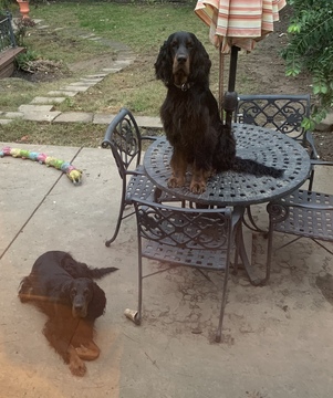 Medium Photo #18 Gordon Setter Puppy For Sale in PADUCAH, KY, USA