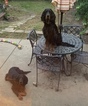 Small Photo #18 Gordon Setter Puppy For Sale in PADUCAH, KY, USA
