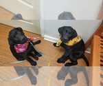 Image preview for Ad Listing. Nickname: AKC English Lab