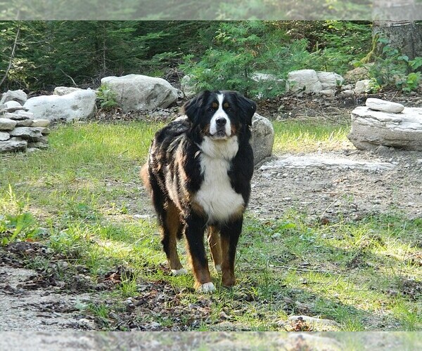 Medium Photo #1 Bernese Mountain Dog Puppy For Sale in CLARE, MI, USA