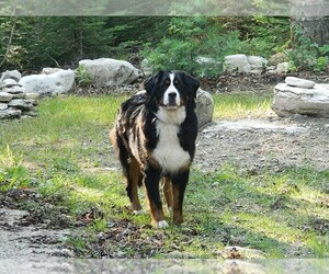 Mother of the Bernese Mountain Dog puppies born on 11/10/2025