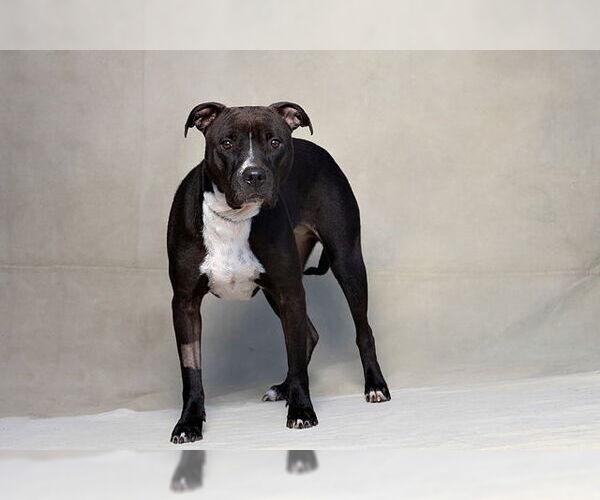 Medium Photo #1 Mutt Puppy For Sale in Jackson, CA, USA