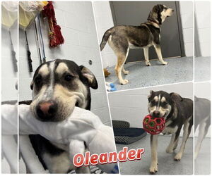 American Staffordshire Terrier-Labrador Retriever Mix Dogs for adoption in Pierceton , IN, USA