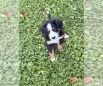 Puppy Puppy 5 Bernese Mountain Dog