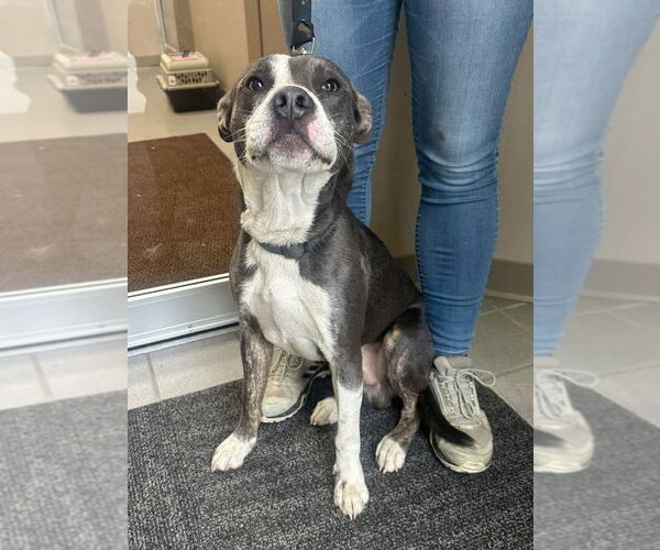 Medium Photo #2 American Pit Bull Terrier Puppy For Sale in La Porte, IN, USA
