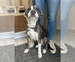 Small #1 American Pit Bull Terrier